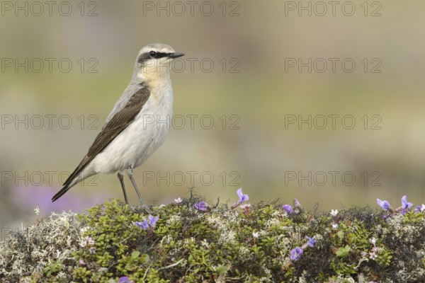 Northern Wheatear (Oenanthe oenanthe) male, Alaska, USA