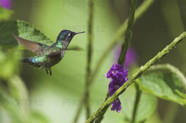 Violet-headed Hummingbird (Klais guimeti), Costa Rica