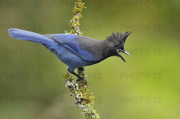 Steller's Jay (Cyanocitta stelleri), British Columbia, Canada