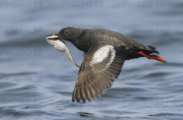 Pigeon Guillemot (Cepphus columba), British Columbia, Canada