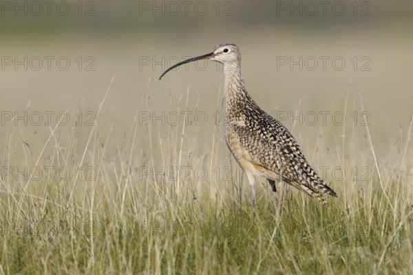 Long-billed Curlew (Numenius americanus), Alberta, Canada