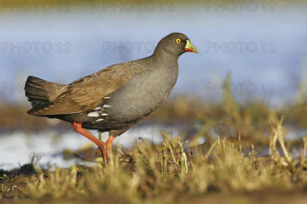 Black-tailed Nativehen (Tribonyx ventralis), Victoria, Australia