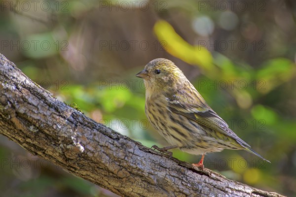 Eurasian Siskin (Spinus spinus) female, Abruzzo, Italy