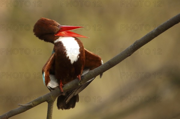 White-throated Kingfisher (Halcyon smyrnensis), Rajasthan, India