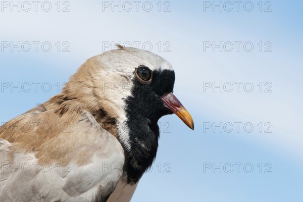 Namaqua Dove (Oena capensis) male, Eilat, Israel