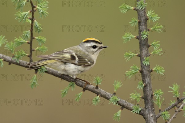 Golden-crowned Kinglet (Regulus satrapa), Michigan, USA