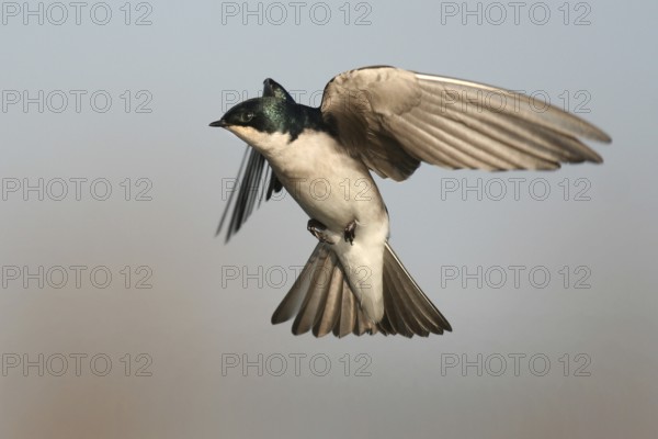 Tree Swallow (Tachycineta bicolor) flying, Ohio, USA