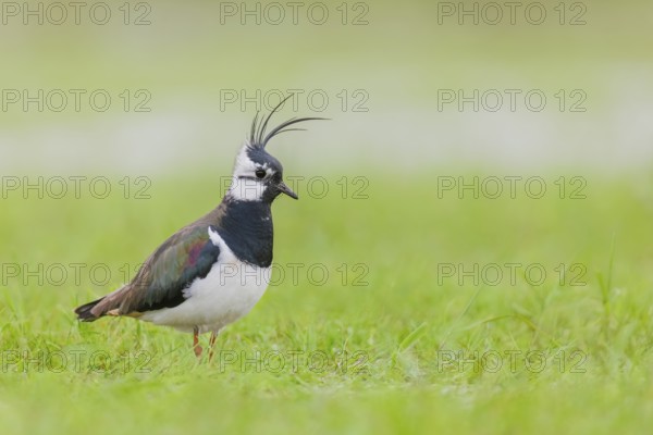 Kiebitz, Vanellus vanellus Northern Lapwing, Vanellus vanellus