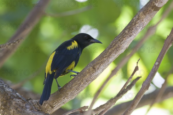 Hispaniolan Oriole (Icterus dominicensis), Dominica