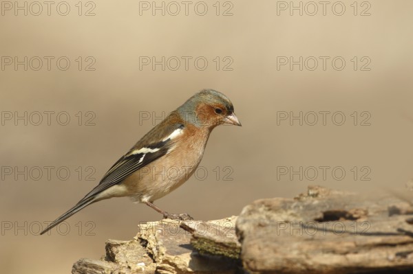 Common Chaffinch (Fringilla coelebs) male, Piedmont, Italy