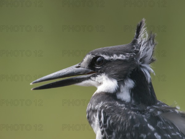 Pied Kingfisher (Ceryle rudis), South Africa