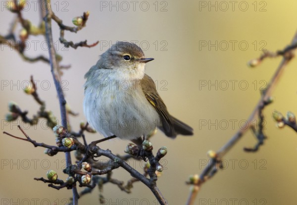 Common Chiffchaff (Phylloscopus collybita), Mecklenburg-Western Pomerania, Germany