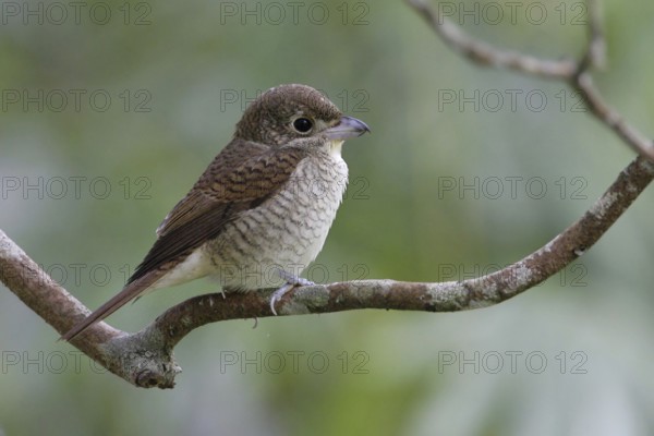 Tiger Shrike (Lanius tigrinus), Malaysia