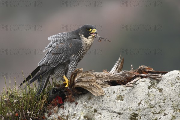 Bird of prey Peregrine Falcon (Falco peregrinus) with kill Common Pheasant on stone