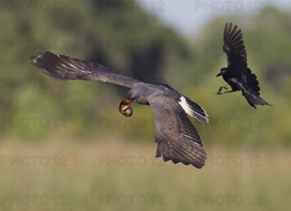 Snail Kite & Boat-tailed Grackle (Rostrhamus sociabilis & Quiscalus major) male Boat-tailed Grackle attacks male Snail Kite in flight, Florida, USA
