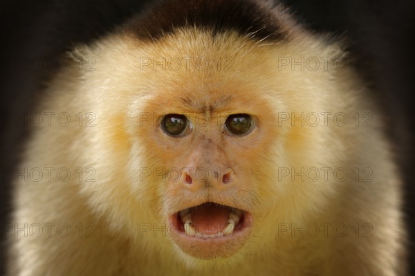 Close-up detail of monkey face. White-headed Capuchin, black monkey sitting on tree branch in the dark tropical forest. Wildlife of Costa Rica. Travel holiday in Central America