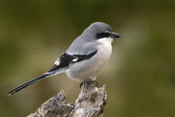 Iberian grey shrike, Lanius meridionalis, in the nature habitat, Sierra de Andújar, Andalusia, Spain in Europe. Black and gry bird sitting on the branch