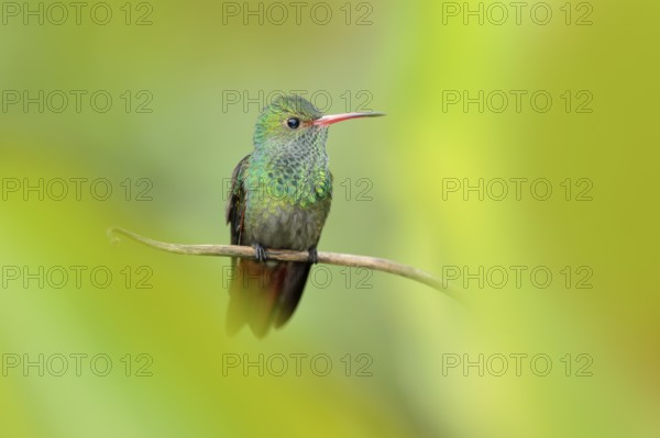Bird with red bill, America. Rufous-tailed Hummingbird, Amazilia tzacat, with clear green background, Colombia. Wildlife scene from nature. Wild animal in the nature habitat