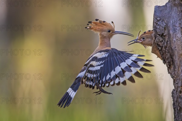 Eurasian Hoopoe (Upupa epops) feeding chick in breeding cavity, Saxony-Anhalt, Germany