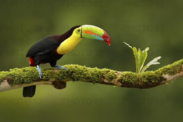 Keel-billed Toucan, Ramphastos sulfuratus, bird with big bill. Toucan sitting on the branch in the forest, Boca Tapada, green vegetation, Costa Rica. Nature travel in central America