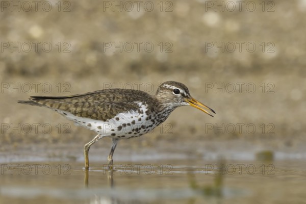 Spotted Sandpiper (Actitis macularius) foraging, North Rhine-Westphalia, Germany