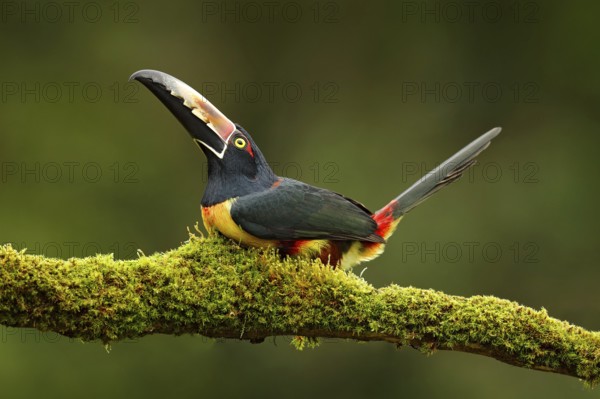 Collared Aracari, Pteroglossus torquatus, bird with big bill. Toucan sitting on the branch in the forest, Boca Tapada, Laguna de Lagarto Lodge, Costa Rica. Nature bird travel in central America