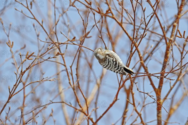 Japanese pygmy woodpecker, Dendrocopos kizuki, small woodpecker from Hokkaido, Japan. Little bird on the tree during winter, with blue sky. Cold season in Japan. Woodpecker in the nature habitat
