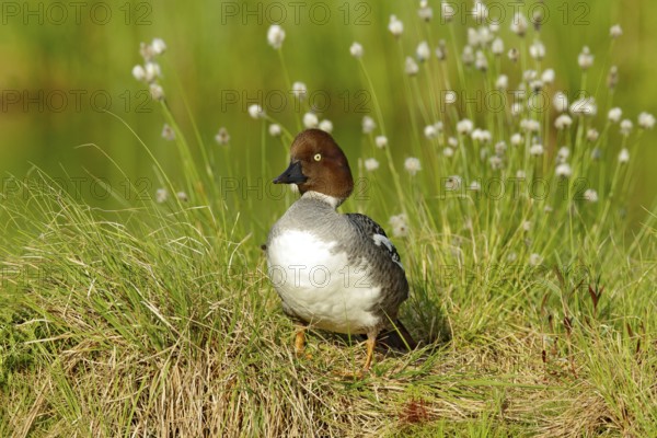 Common pochard, Aythya ferina, is diving duck from Europe. Bird in the beautiful habitat, bird with cotton grass. Summer in the Finland. Wildlife scene from nature