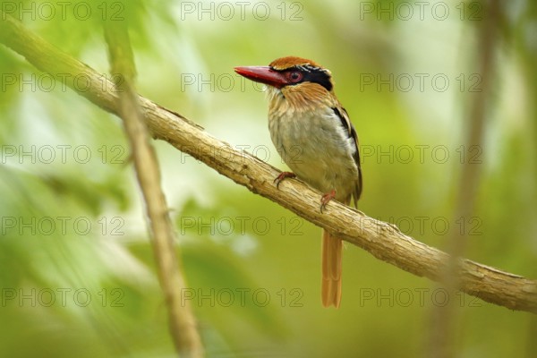 Lilac-cheeked Kingfisher, Cittura cyanotis, sitting on the branch in the green tropical forest. Beautiful jungle kingfisher, wildlife scene from nature