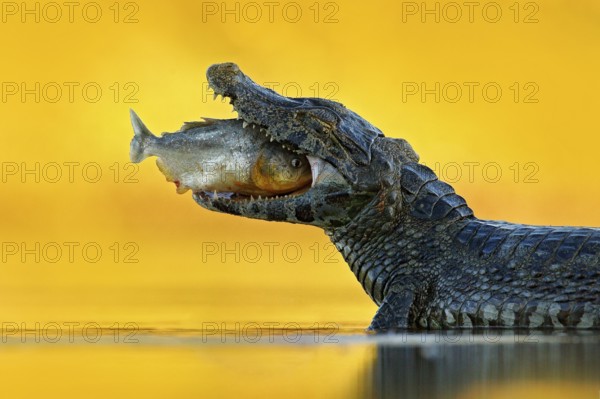 Crocodile catch fish in river water, evening lighta. Caiman with piranha. Yacare Caiman, crocodile with fish in with open muzzle with big teeth, Pantanal, Brazil. Detail portrait of danger reptile