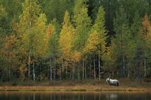 Bear hidden in yellow forest. Autumn trees with bear. Beautiful brown bear walking around lake, fall colours. Big danger animal in habitat. Wildlife scene from nature, Russia