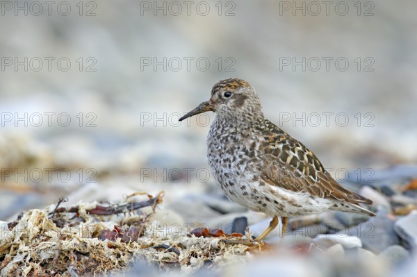 Purple Sandpiper, Calidris maritima, sea water bird in the nature habitat. Animal on the ocean coast. Wildlife scene from Norway, Europe
