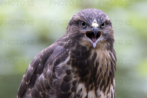 Common Buzzard (Buteo buteo) juvenile calling, South Holland, Netherlands