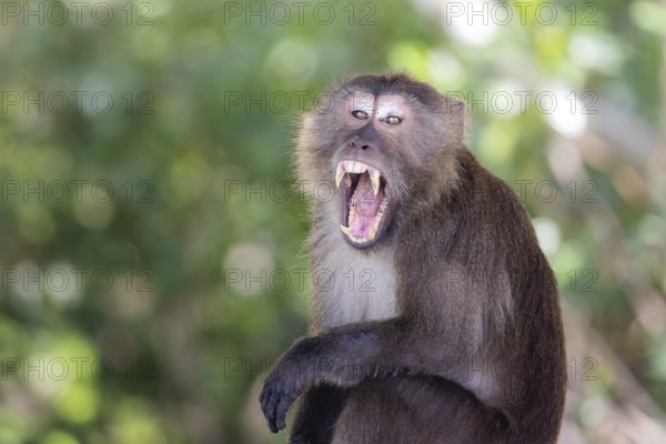 Long-tailed Macaque (Macaca fascicularis) roaring adult showing teeth, Thailand