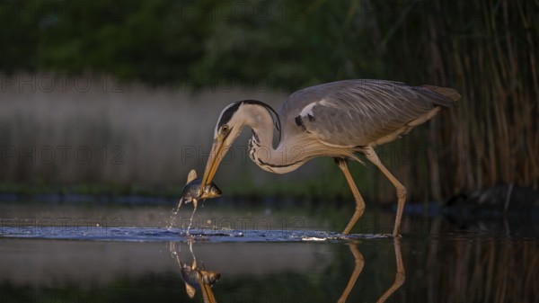 Grey Heron (Ardea cinerea) with fish prey in its beak, Kiskunsag National Park, Hungary