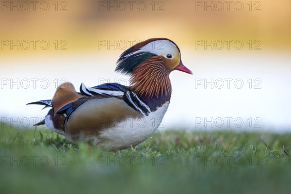Mandarin Duck (Aix galericulata) male, Saxony-Anhalt, Germany