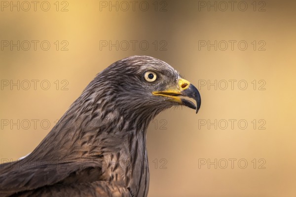 Black Kite (Milvus migrans), Extremadura, Spain