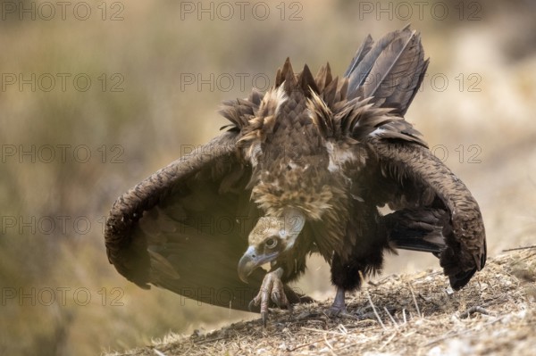 Cinereous Vulture (Aegypius monachus), Extremadura, Spain