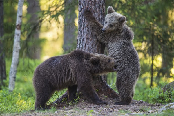 Eurasian Brown Bear (Ursus arctos) two cubs playing in forest, Finland