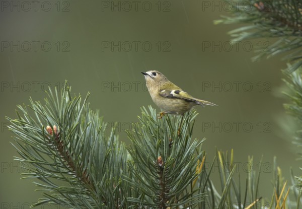 Goldcrest (Regulus regulus), Mecklenburg-Western Pomerania, Germany