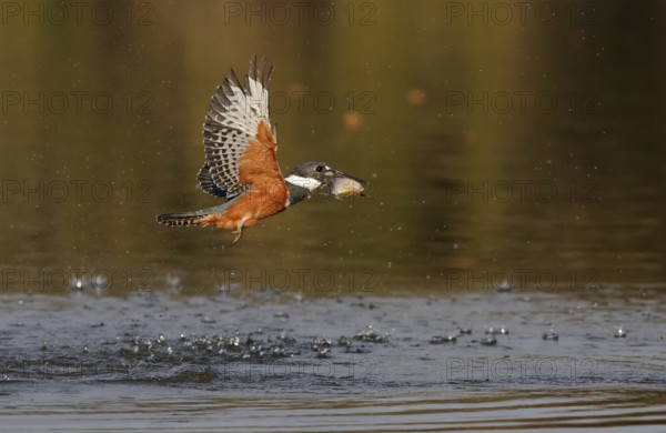 Ringed Kingfisher (Megaceryle torquata) female flying with fish prey in beak, Mato Grosso, Brazil