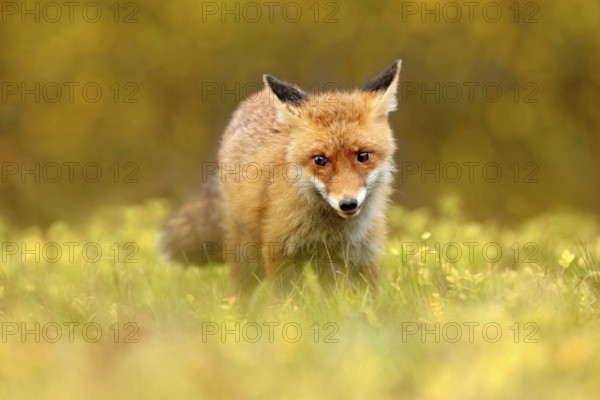 Red Fox, Vulpes vulpes in fall forest. Beautiful animal in the nature habitat. Wildlife scene from the wild nature. Fox running in orange and yellow autumn leaves. Animal in fall wood habitat
