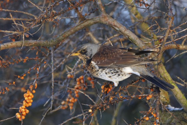Fieldfare (Turdus pilaris), Wales, United Kingdom