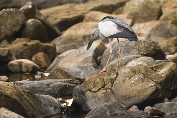 Asien Openbill (Anastomus oscitans) beim Jagen am Bach im Regenwald von Sri Lanka