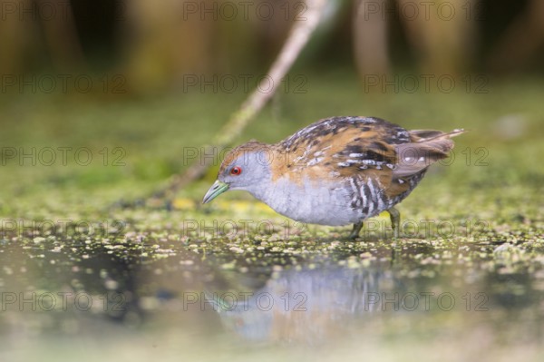 Baillon's Crake (Porzana pusilla palustris) foraging, Victoria, Australia