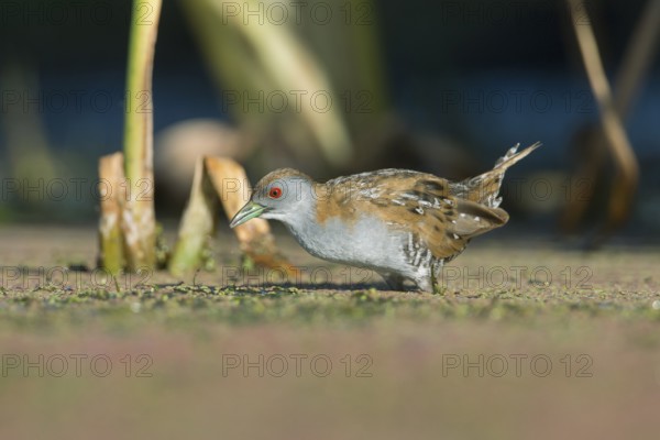 Baillon's Crake (Porzana pusilla palustris) foraging, Victoria, Australia