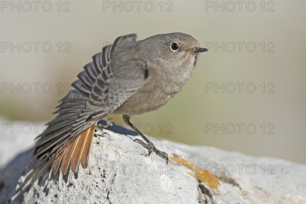 Black Redstart (Phoenicurus ochruros) juvenile, St. Gallen, Switzerland