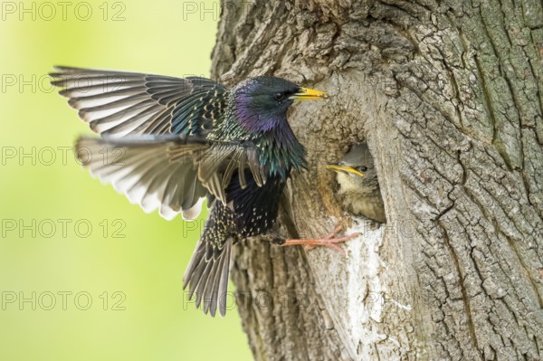 Common Starling (Sturnus vulgaris) feeding young in nest hole, Rhineland-Palatinate, Germany