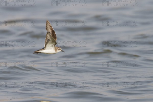 Little Stint (Calidris minuta) flying, Oman