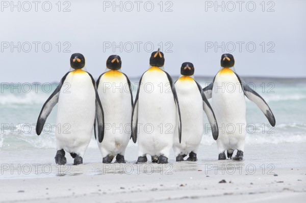 King Penguin (Aptenodytes patagonicus) group on shore, Volunteer Point, Falkland Islands